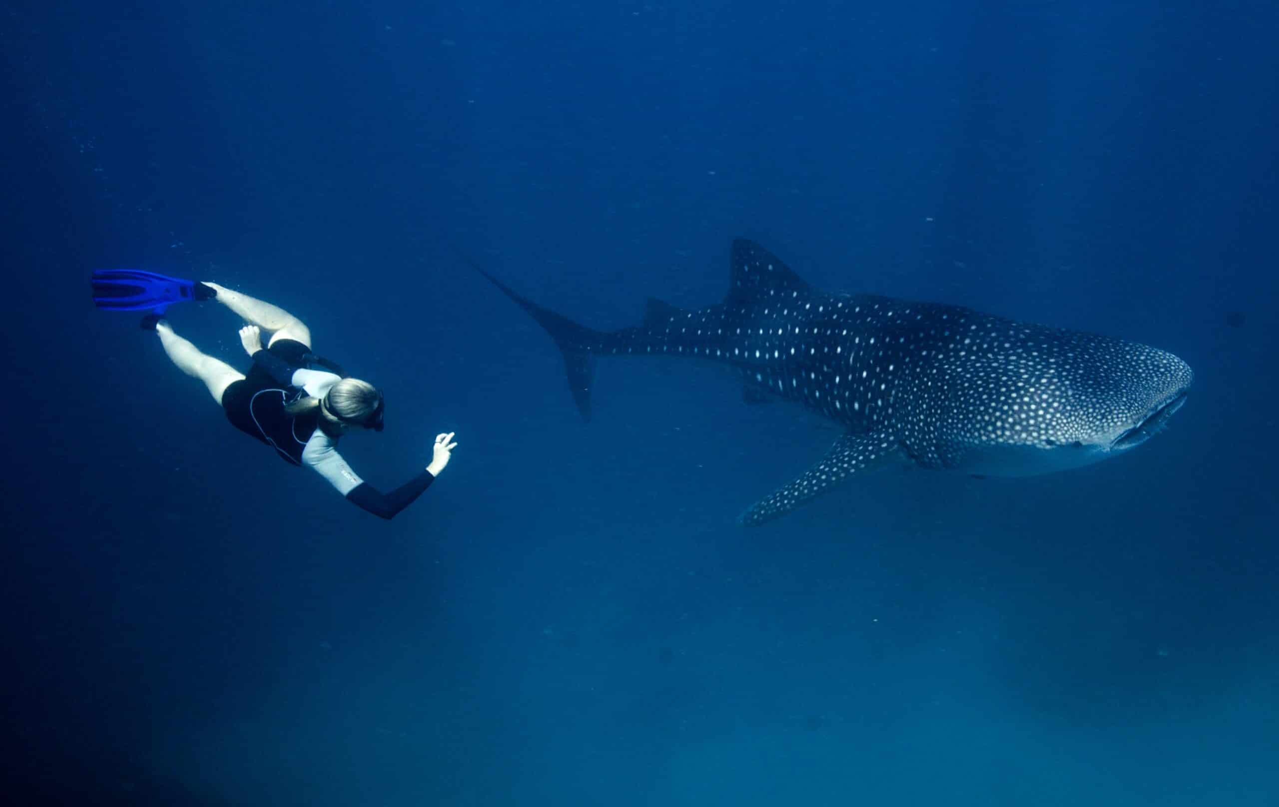 SReynolds_photographs_shark_copyright_Janine_Marx